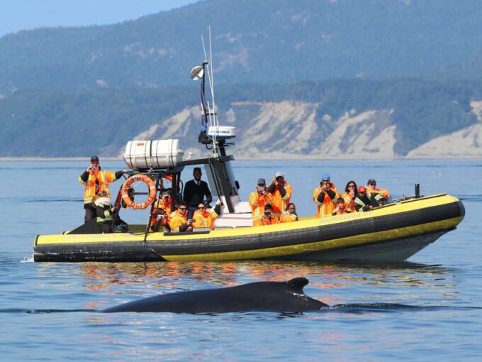 Tadoussac/Baie-Ste-Catherine: Whale Watch Zodiac Boat Tour - Frequently Asked Questions