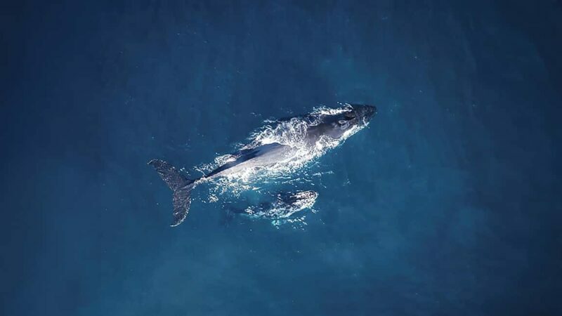 Tadoussac/Charlevoix: VIP Lounge OR UpperDeck Whale Watching - Key Points