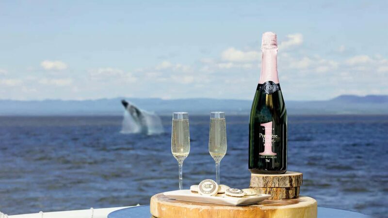 Tadoussac/Charlevoix: VIP Lounge OR UpperDeck Whale Watching - An In-Depth Look at the Tour Experience