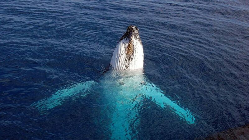 Tadoussac/Charlevoix: VIP Lounge OR UpperDeck Whale Watching - FAQs
