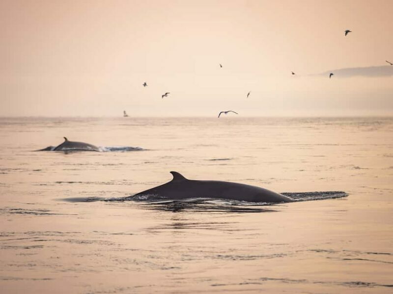 Tadoussac/Charlevoix: Whale & Fjord Morning or Twilight Tour - An Introduction to the Experience