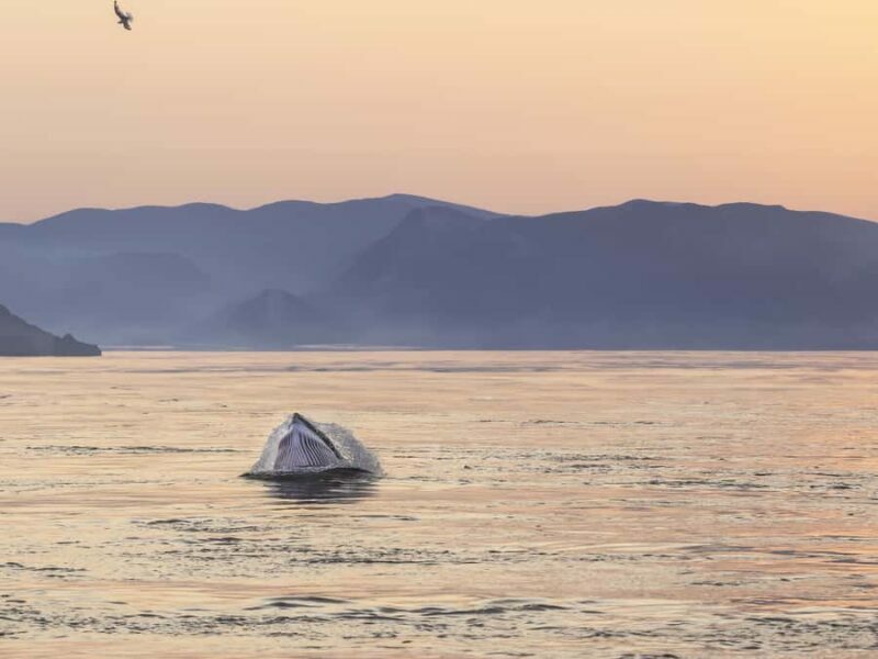 Tadoussac/Charlevoix: Whale & Fjord Morning or Twilight Tour - Who Will Love This Tour?