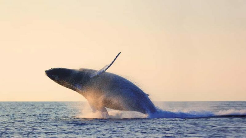 Tadoussac/Charlevoix: Whale & Fjord Morning or Twilight Tour - FAQ