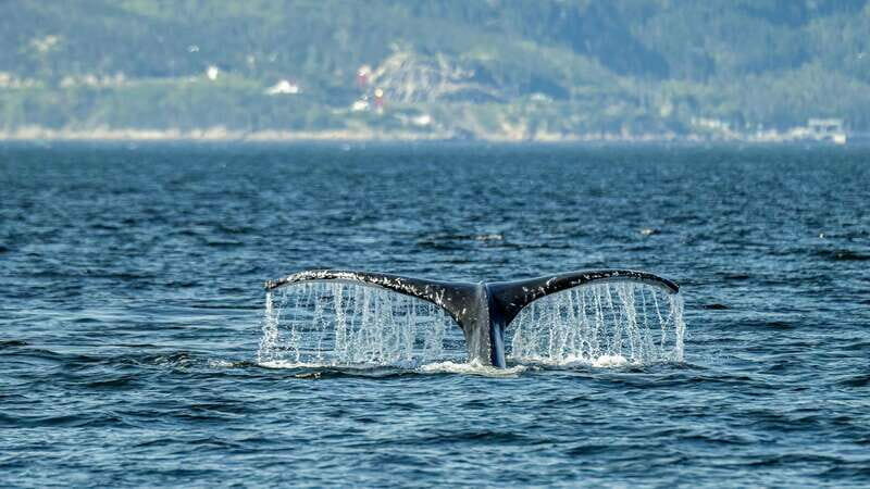 Tadoussac/Charlevoix: Whale Watching Zodiac Tour - An In-Depth Look at the Whale Watching Zodiac Experience