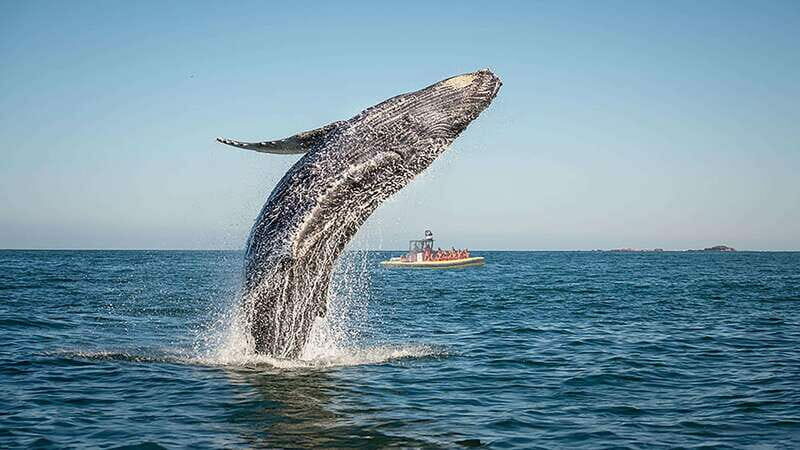 Tadoussac/Charlevoix: Whale Watching Zodiac Tour - Who Will Love This Tour?