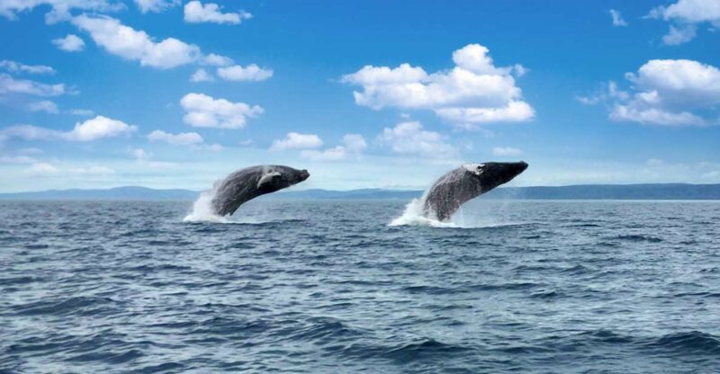 Tadoussac or Baie-Sainte-Catherine: Whale Watching Boat Tour - Key Points