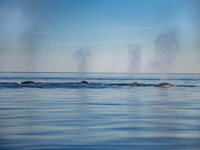 Tadoussac or Baie-Sainte-Catherine: Whale Watching Boat Tour - Tour Pricing
