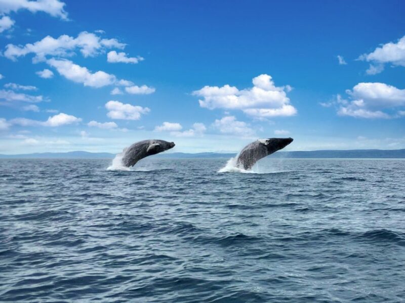 Tadoussac or Baie-Sainte-Catherine: Whale Watching Boat Tour - Encounter With Whales