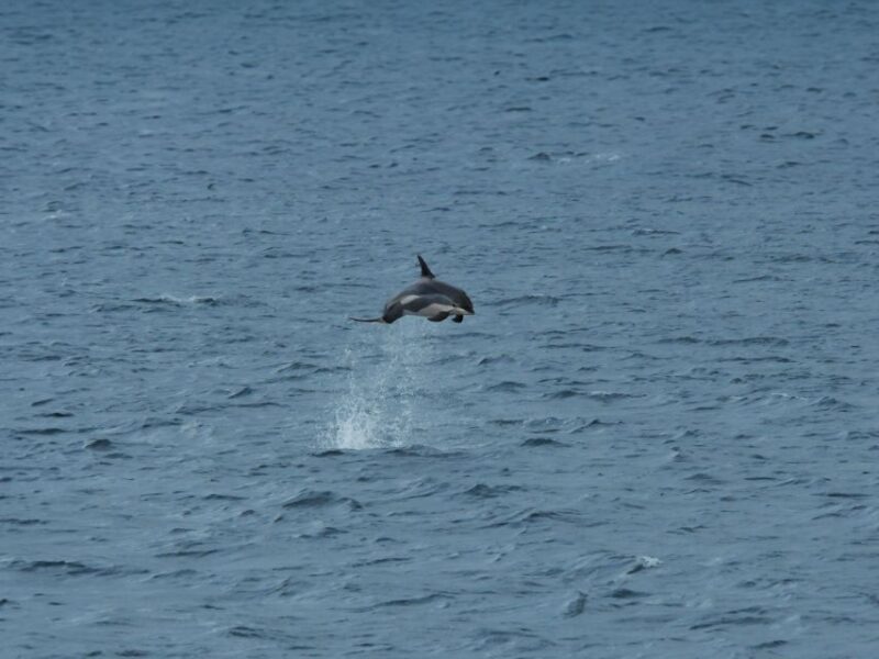 Tadoussac or Baie-Sainte-Catherine: Whale Watching Boat Tour - Scenic Cruise and Landscapes