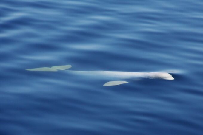 Tadoussac or Baie-Sainte-Catherine: Whale Watching Boat Tour - Recommendations and Important Information