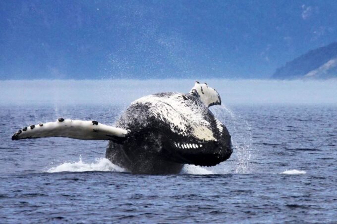 Tadoussac or Baie-Sainte-Catherine: Whale Watching Boat Tour - Frequently Asked Questions