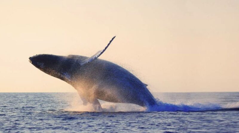Tadoussac: Whales and Fjord Cruise Morning or Twilight Tour - Whale Sighting Possibilities