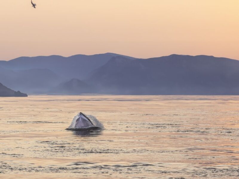 Tadoussac: Whales and Fjord Cruise Morning or Twilight Tour - Scenic Fjord Vistas