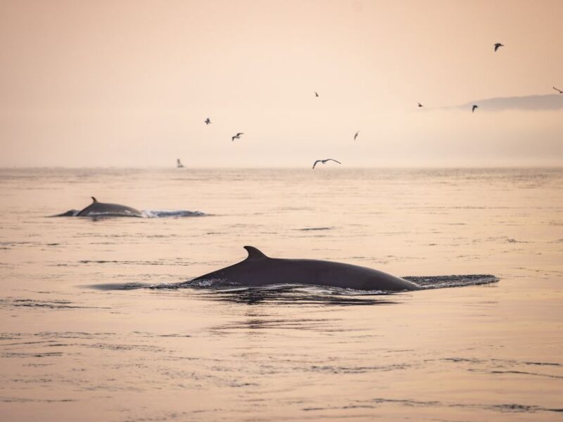Tadoussac: Whales and Fjord Cruise Morning or Twilight Tour - Practical Information