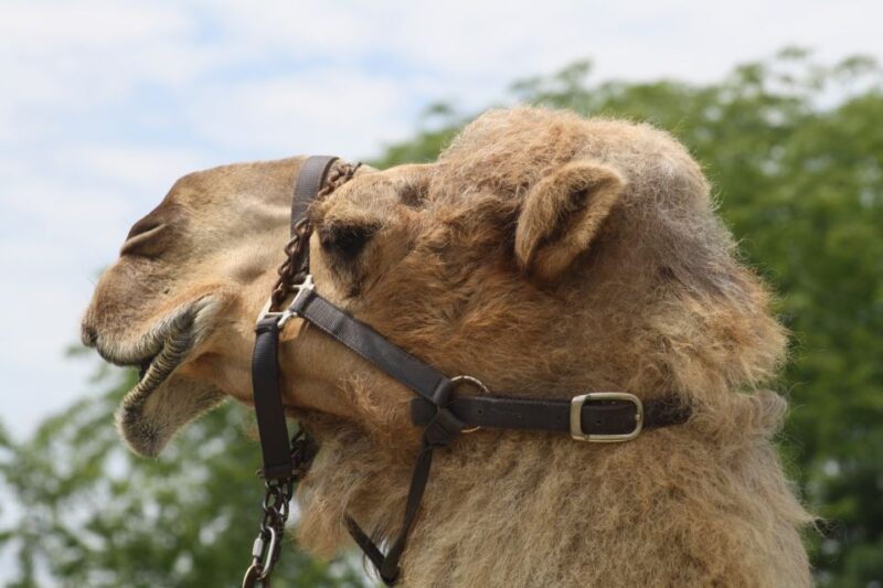 Taghazout Sunset Camel Ride - Participant Restrictions
