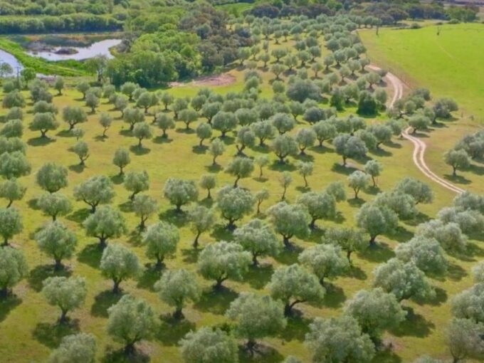 Tagus River & Ancient Production: Olive Oil, Wine and Horses - Scenic Drive to Santarém