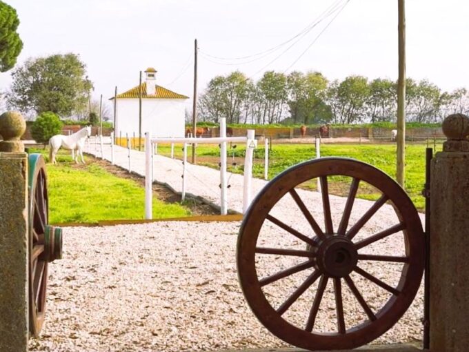 Tagus River & Ancient Production: Olive Oil, Wine and Horses - Exploring Casa Dos Patudos