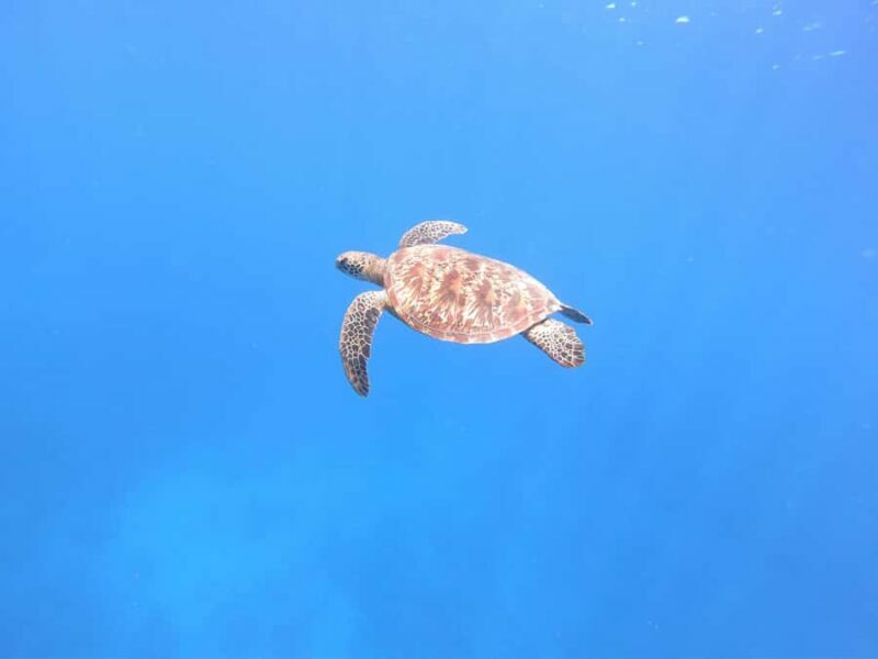 Tahiti island: 4 hours Snorkeling Tour - What Travelers Say
