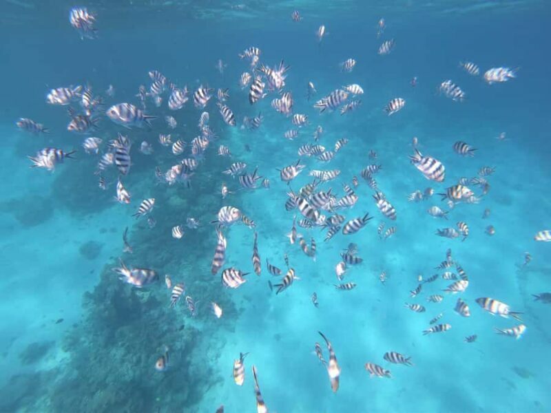 Tahiti island: 4 hours Snorkeling Tour - Who Would Enjoy This Tour?