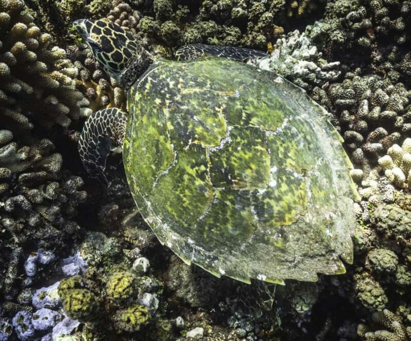 Tahiti island: 4 hours Snorkeling Tour - FAQ