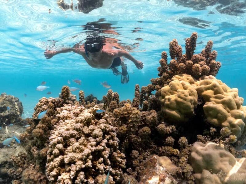 Tahiti island: 5 hours Snorkeling Picnic - Key Points