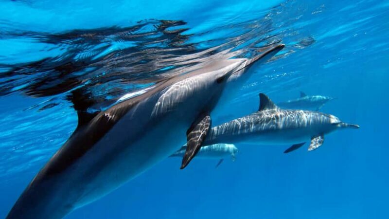 Tahiti island: 5 hours Snorkeling Picnic - Challenges and Considerations