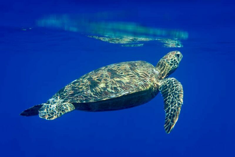 Tahiti island: 5 hours Snorkeling Picnic - FAQs
