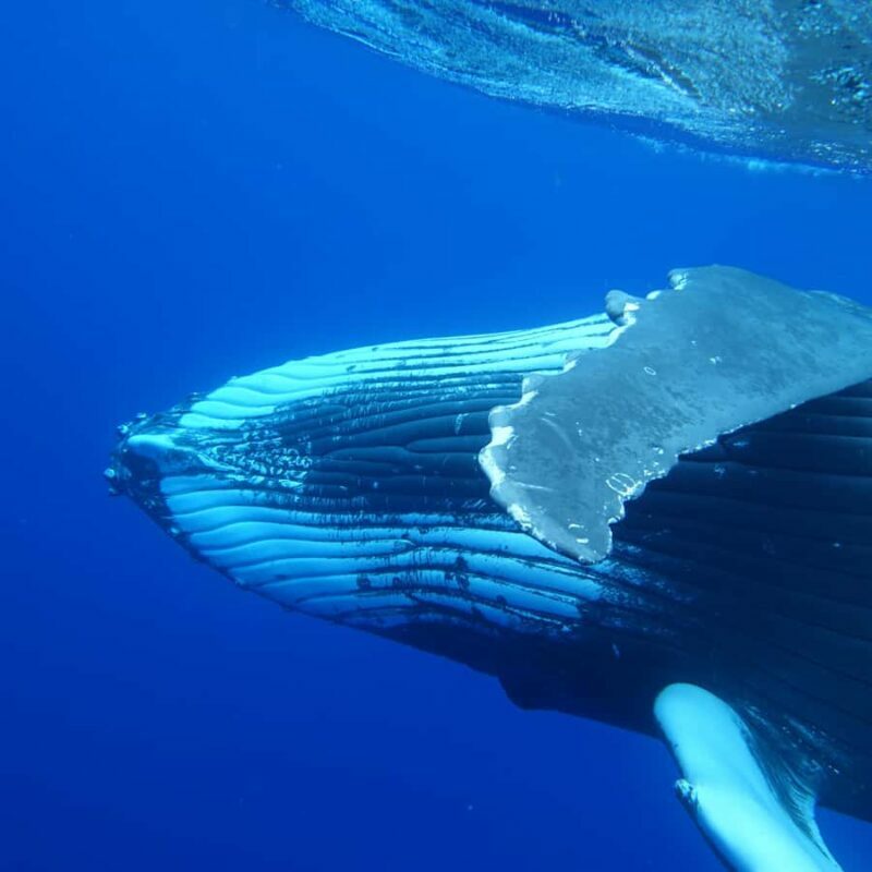 Tahiti island: Whale watching Experience - Key Points