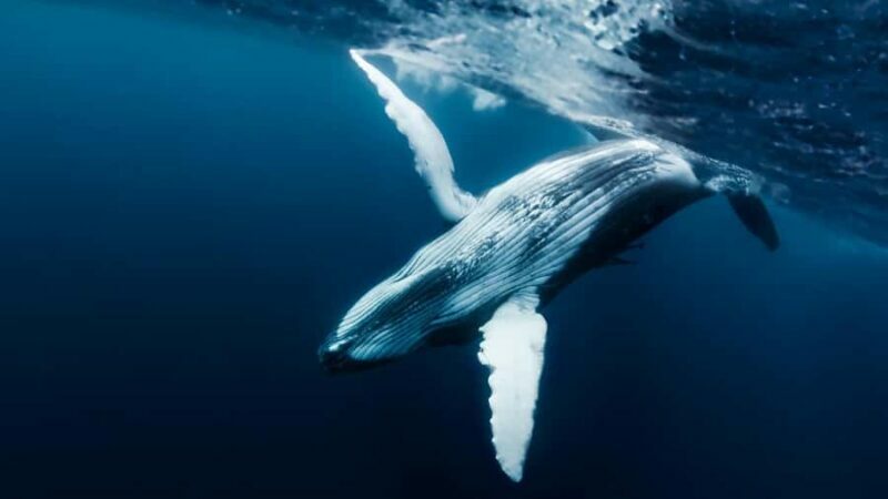 Tahiti island: Whale watching Experience - Setting Sail for Marine Encounters