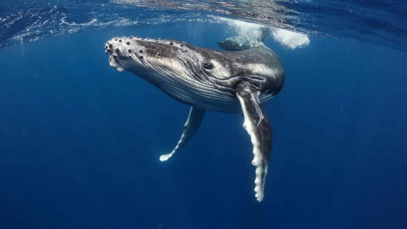 Tahiti island: Whale watching Experience - The Water and Equipment