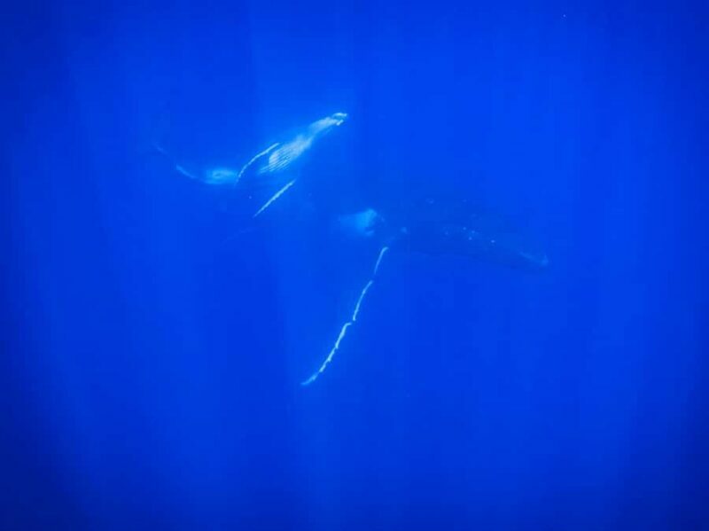 Tahiti island: Whale watching Experience - The Guides and Their Role