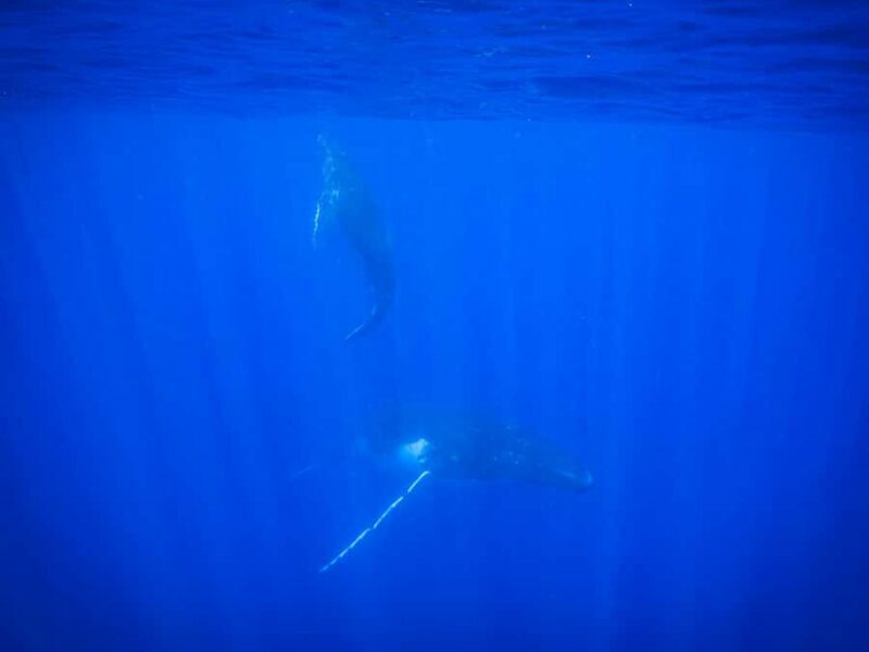 Tahiti island: Whale watching Experience - Why This Tour Is a Good Choice