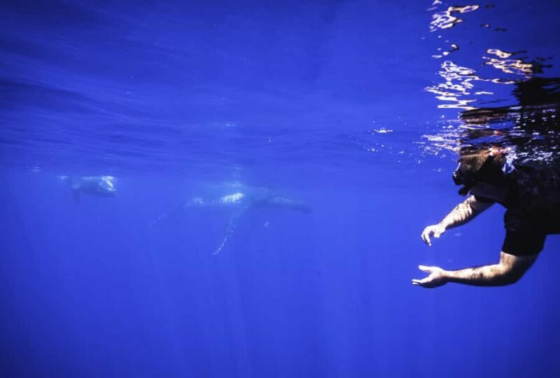 Tahiti island: Whale watching Experience - The Experience Beyond Sightings