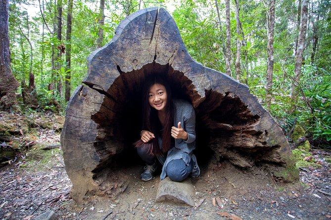 Tahune Airwalk & Hastings Cave Active Day Tour From Hobart - Key Points