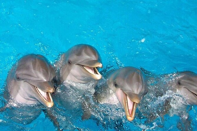 TAILFINS Destin Dolphin Tour & Crab Island (3HRS. PRIVATE) - Booking Information