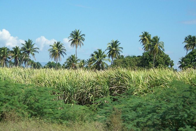 Taino Bay Shore Excursion - 2 Person Buggy Tour - Past Traveler Experiences