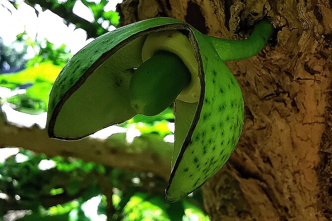 Taino Valley Tropical Park Puerto Plata Tubagua - Tour Size and Pricing