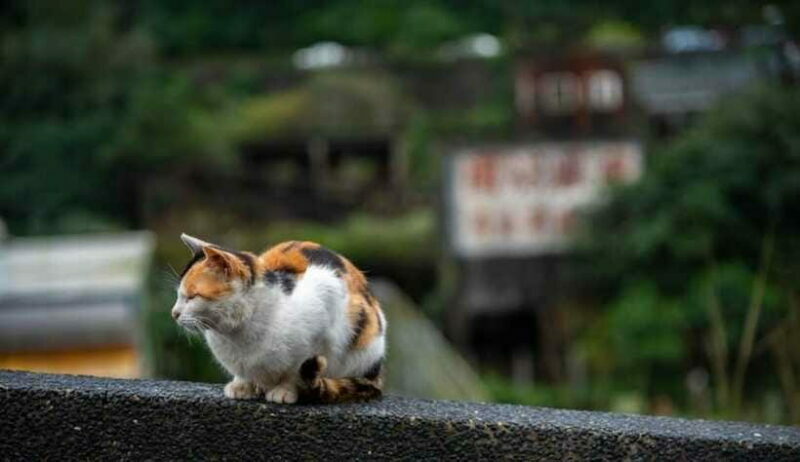 Taipei: Jiufen,Shifen & Houtong Cat Village Private Day Tour - A Closer Look at the Tour Experience