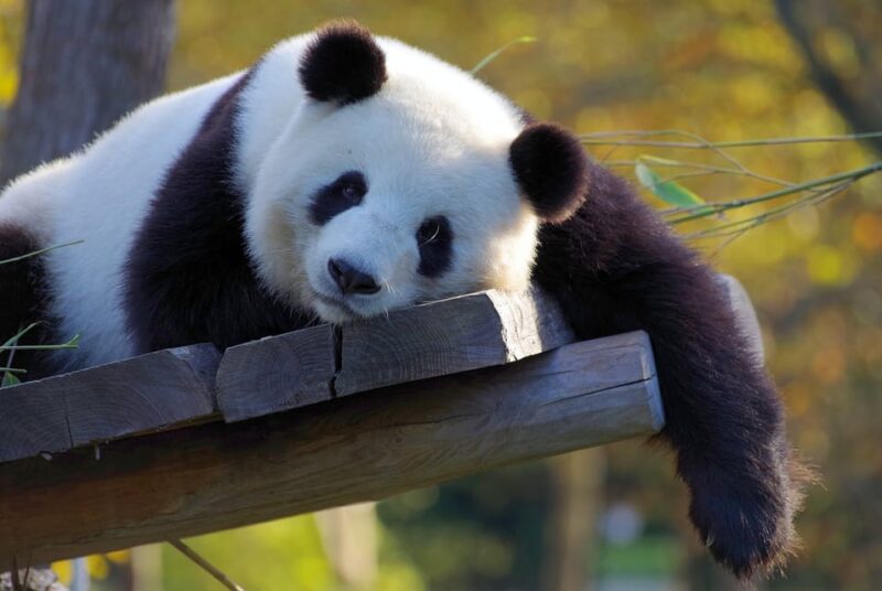 Taipei: Maokong Cable Car & Taipei Zoo or Taiwan Tea Combo - Customer Reviews and Ratings