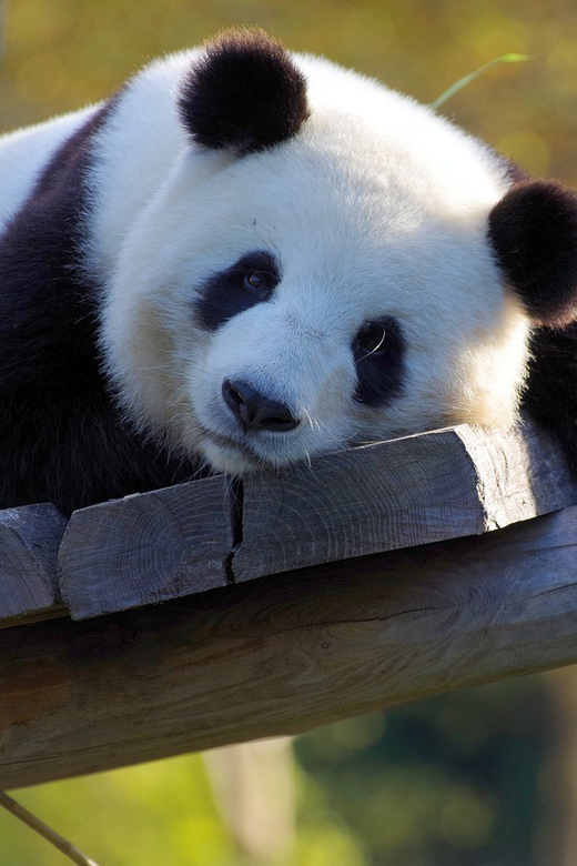 Taipei: Maokong Cable Car & Taipei Zoo or Taiwan Tea Combo - Visitor Information