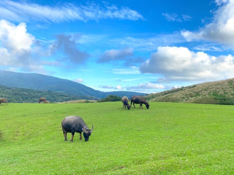 Taipei: Yangmingshan & Beitou Full-Day Tour - Key Points