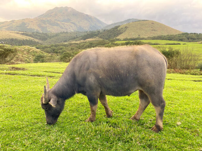 Taipei: Yangmingshan & Beitou Full-Day Tour - Customer Reviews