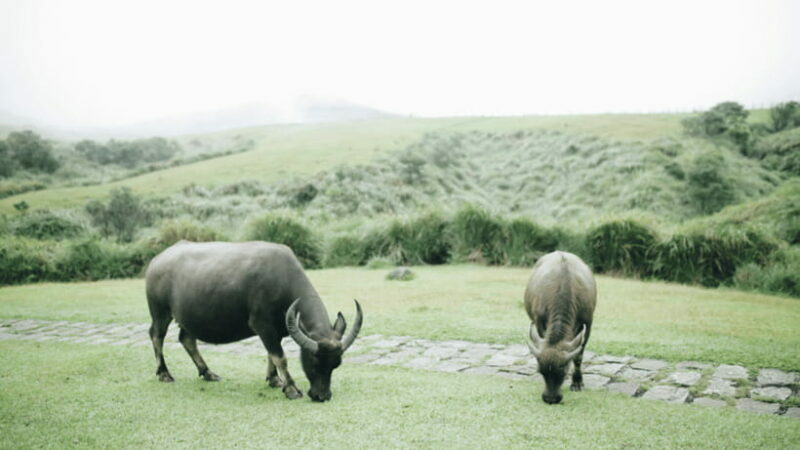 Taipei: Yangmingshan National Park Half-Day Tour - Final Thoughts