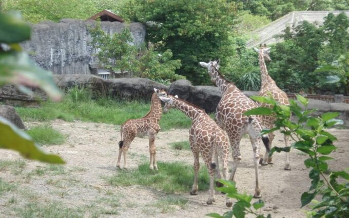 Taipei: Zoo Entrance Ticket - Frequently Asked Questions