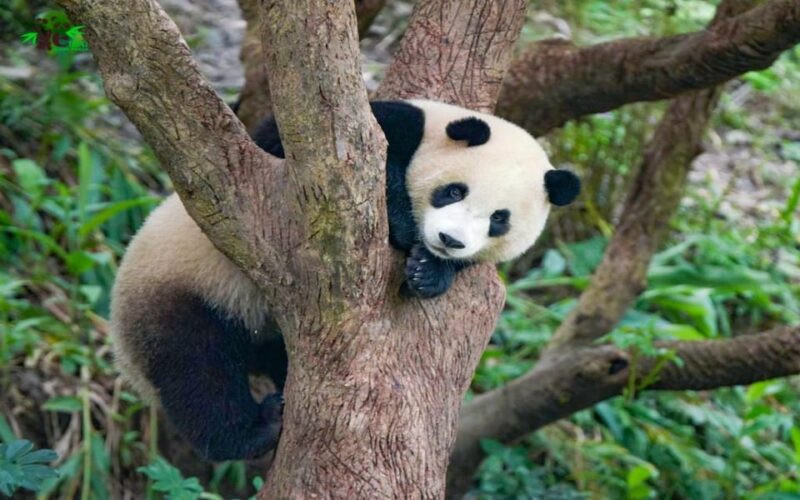 Taipei: Zoo Entrance Ticket - Frequently Asked Questions