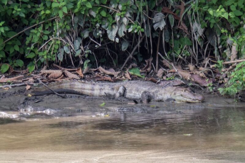 Taironaka: Ruins and Tubing at Don Diego River - Key Points