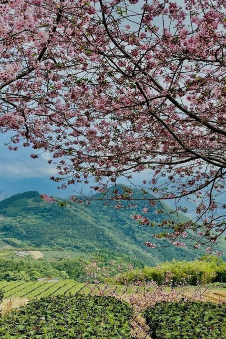 Taiwan: Alishan National Forest Recreation Area E-ticket - Seasonal Attractions and Dreamlike Views