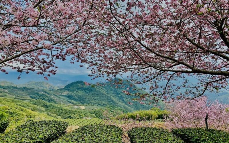 Taiwan: Alishan National Forest Recreation Area E-ticket - Experience Highlights