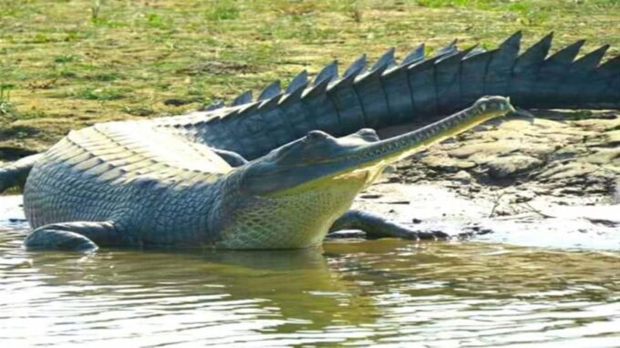 Taj Mahal & Chambal River Safari: A Two-Day Delhi Getaway - Inclusions and Exclusions
