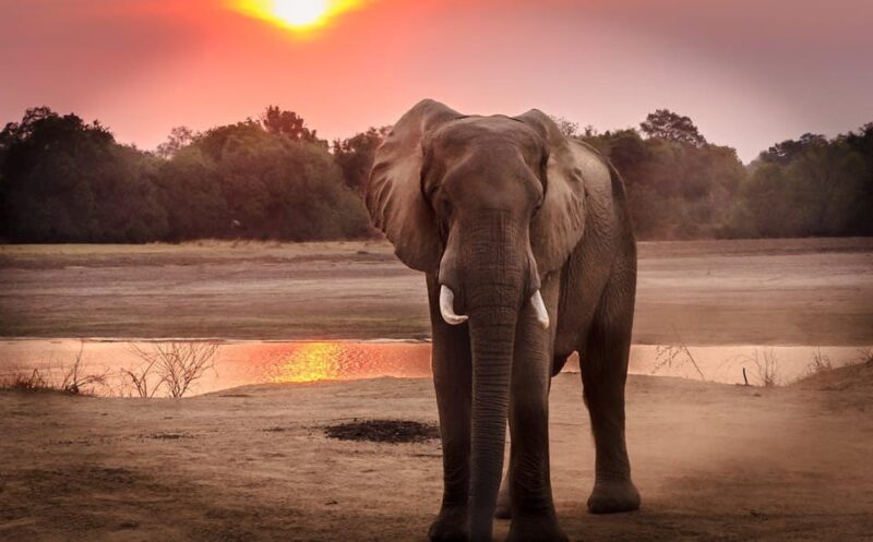 Taj Mahal Sunrise Tour With Elephant Conservation From Delhi - Itinerary Highlights